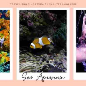 sea aquarium sentosa singapura