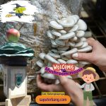 jual jamur tiram