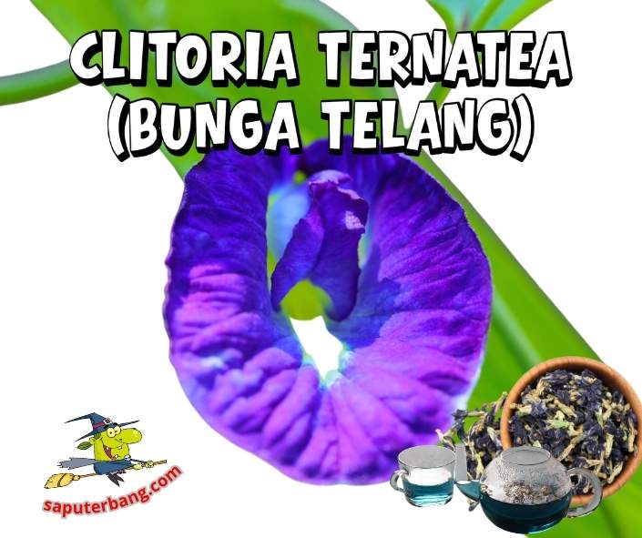 Bunga Telang