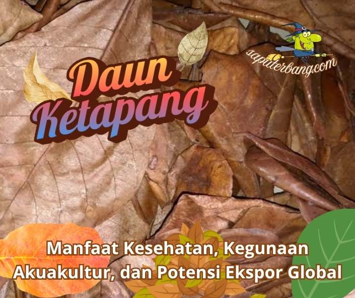 daun ketapang